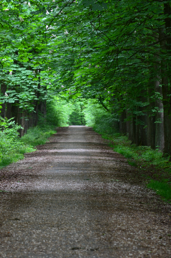 Spaziergang durch die Braunschweiger Buchhorst