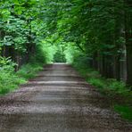 Spaziergang durch die Braunschweiger Buchhorst