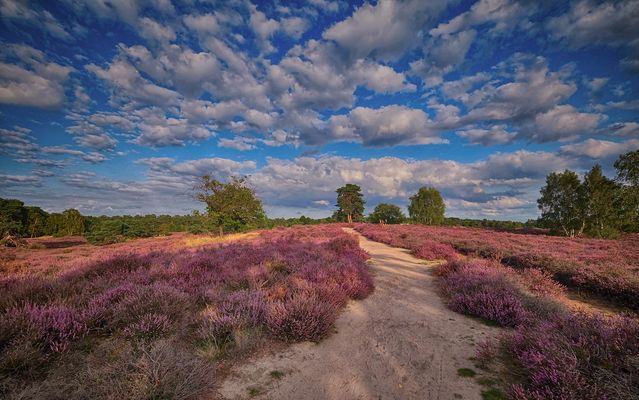 Spaziergang durch die Heide