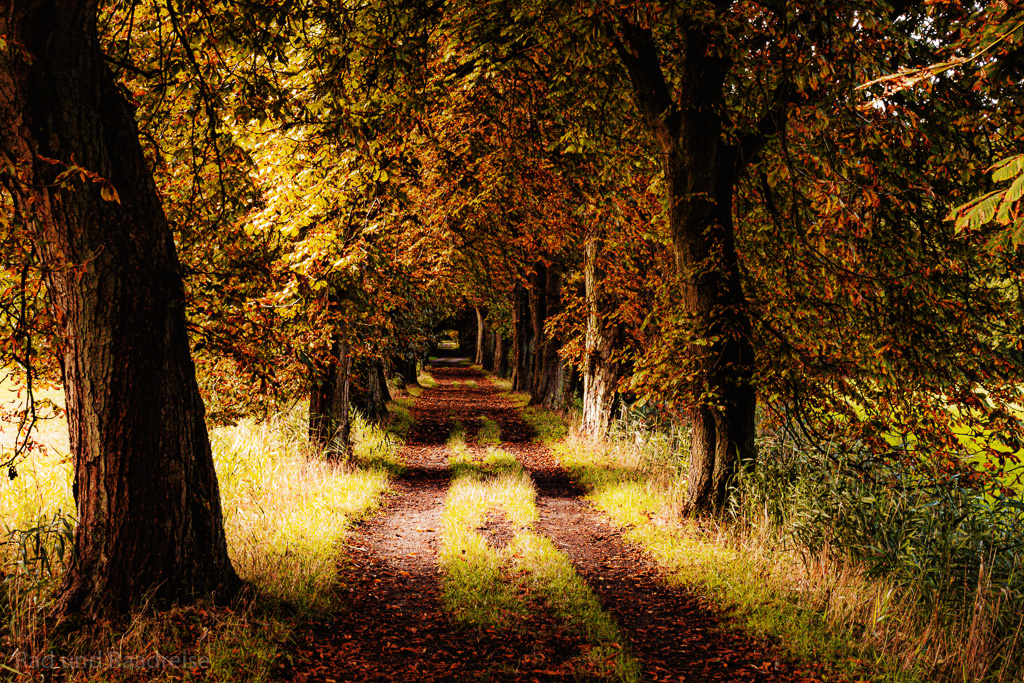 Spaziergang durch die Kastanien Allee 