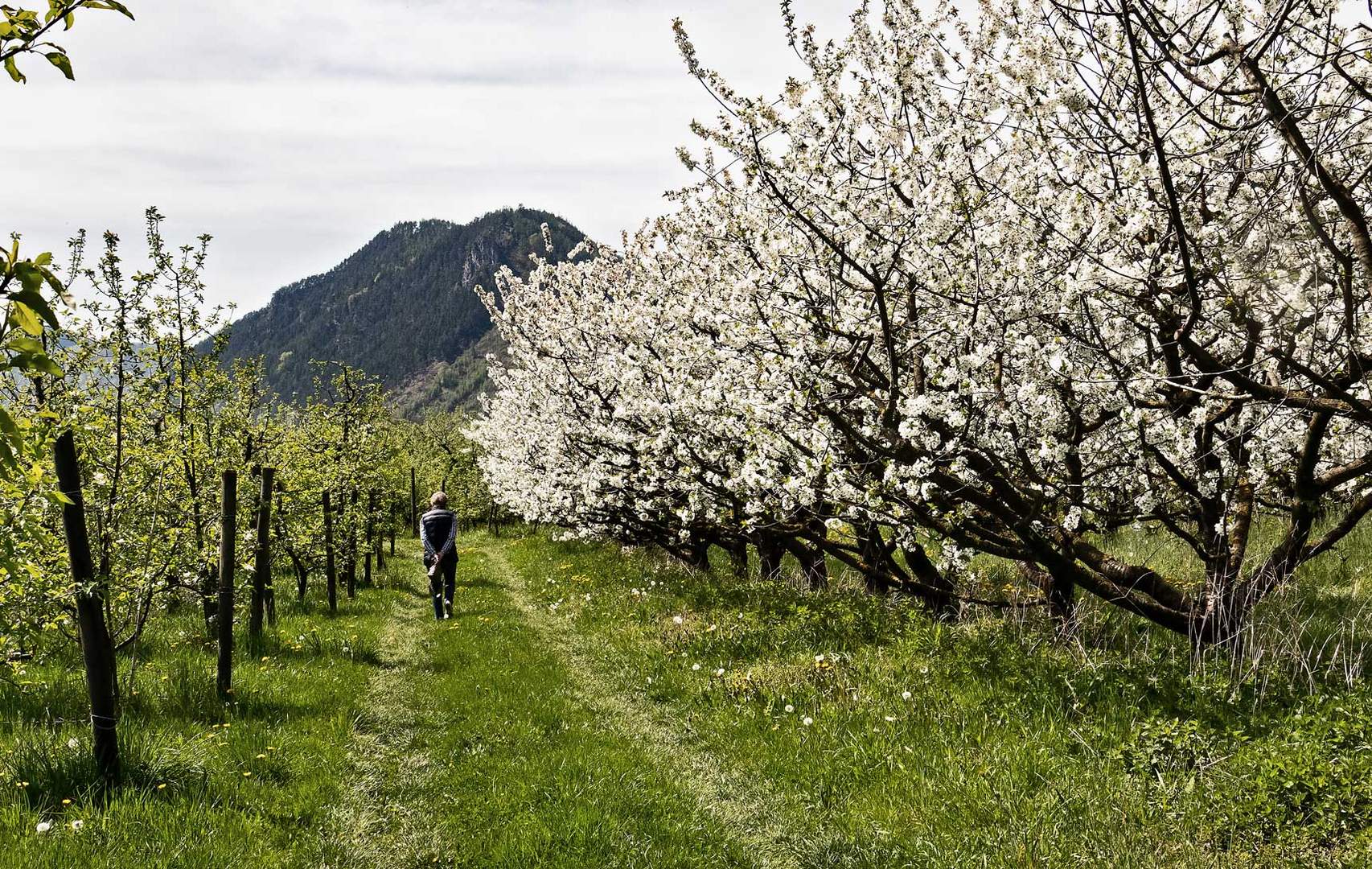 Spaziergang durch eine Apfelplantage