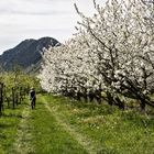 Spaziergang durch eine Apfelplantage