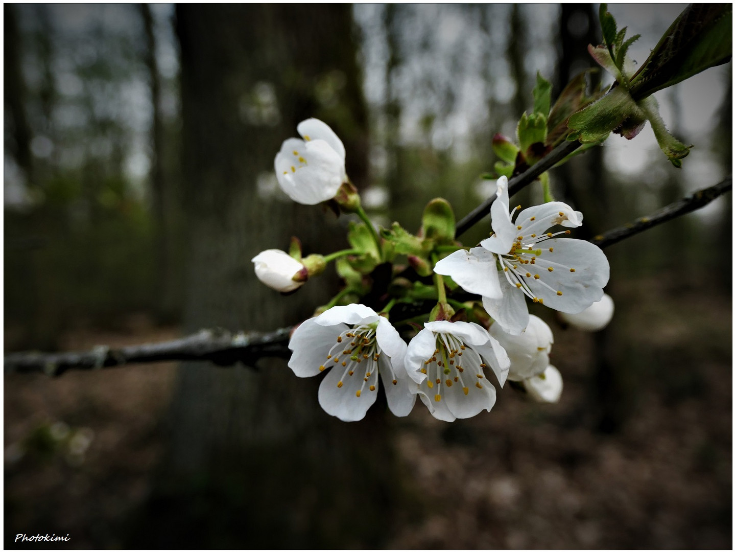 Spaziergang durch kleinen Wald (II)