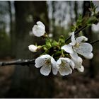 Spaziergang durch kleinen Wald (II)