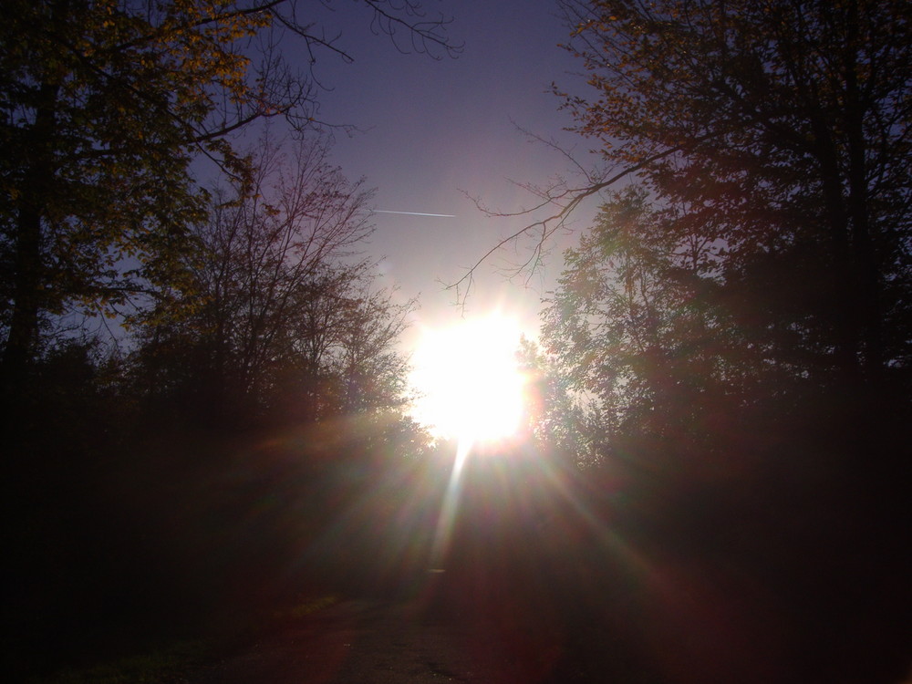 Spaziergang durch unseren Wald