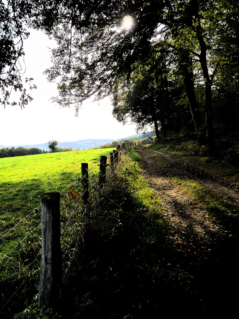 Spaziergang durchs Feld 01