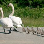 Spaziergang einer Schwanenfamilie