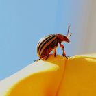 Spaziergang eines Kartoffelkäfers am Sonnenschirm