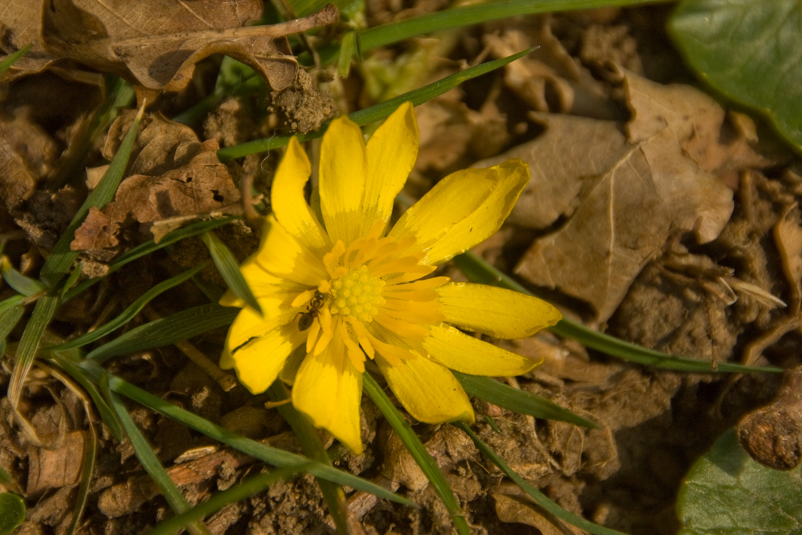 Spaziergang gestern - das Scharbockskraut beginnt zu blühen