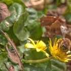 Spaziergang gestern - das Scharbockskraut beginnt zu blühen -