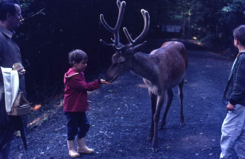 Spaziergang i. Harz,der Hirsch begleitete uns