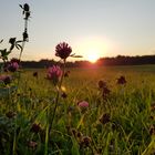 Spaziergang im Abendlicht 