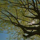 Spaziergang im April bei strahlenden Sonnenschein