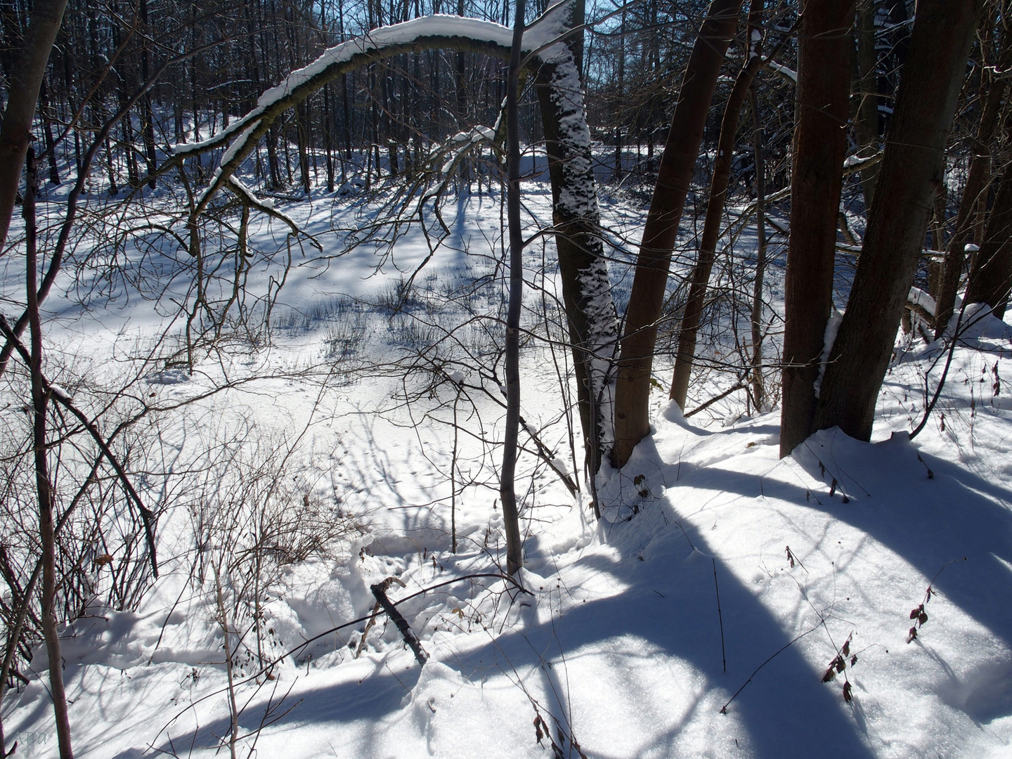 Spaziergang im Bergerpark