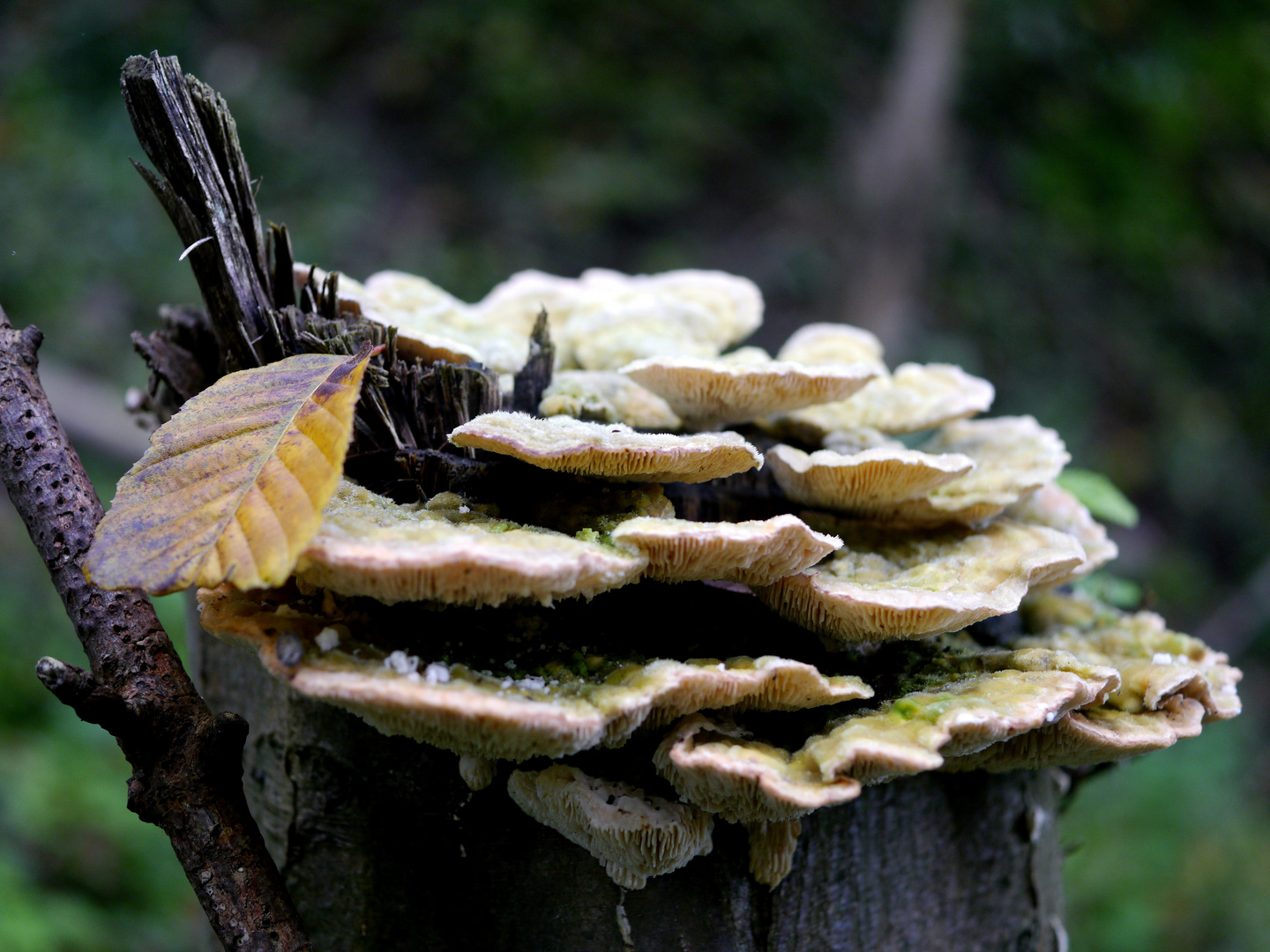 Spaziergang im Bergischen 5