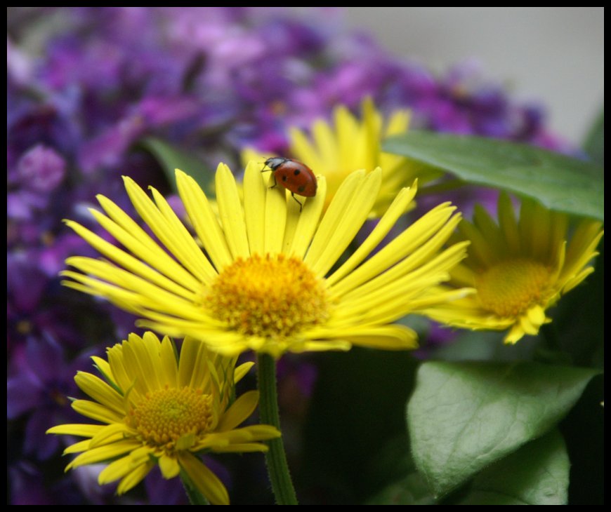 Spaziergang im Blumenkasten