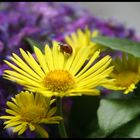 Spaziergang im Blumenkasten