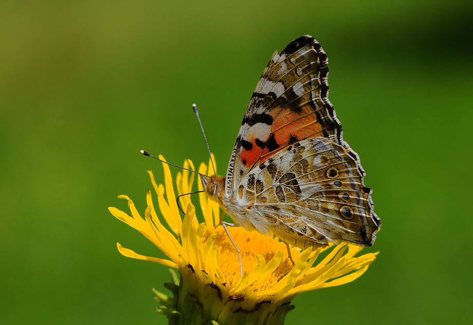 Spaziergang im Bot. Garten