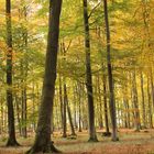 Spaziergang im Buchenwald