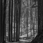 Spaziergang im Büdingen Wald