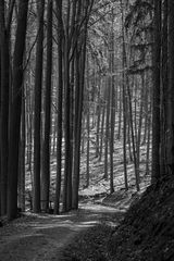 Spaziergang im Büdingen Wald