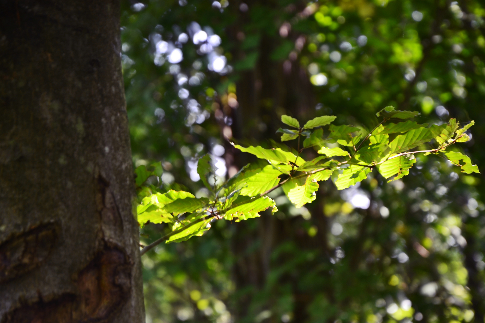 Spaziergang im burgenländischen Wald