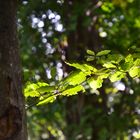 Spaziergang im burgenländischen Wald