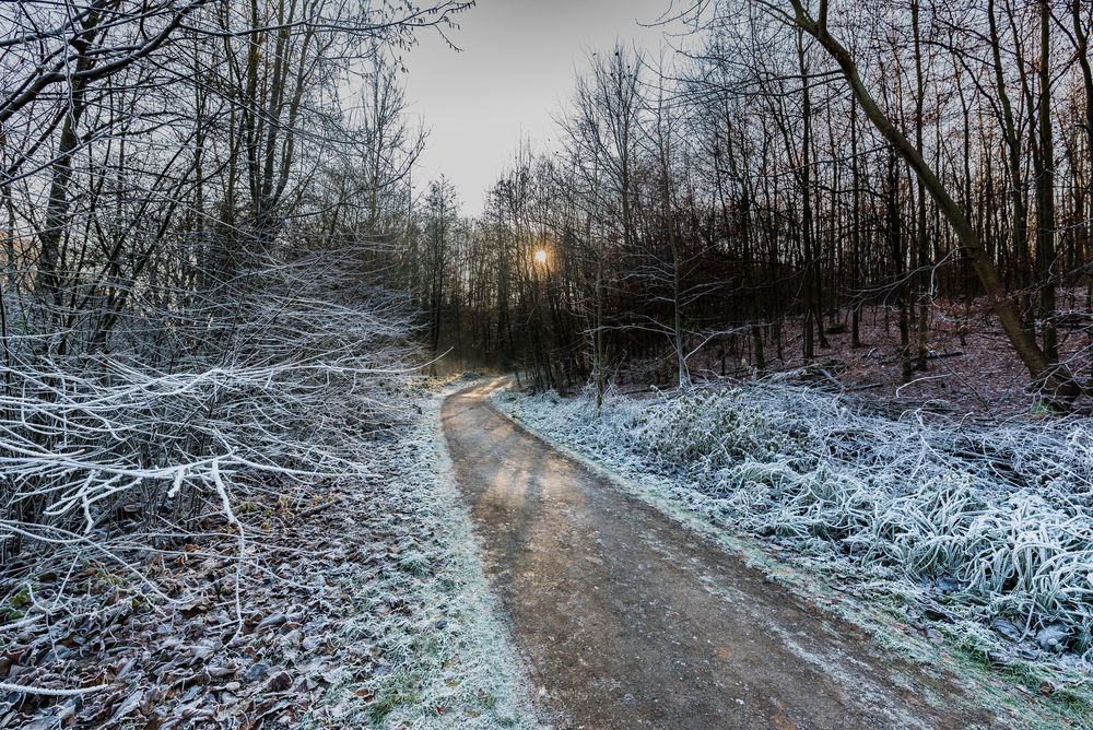 Spaziergang im Frostwald