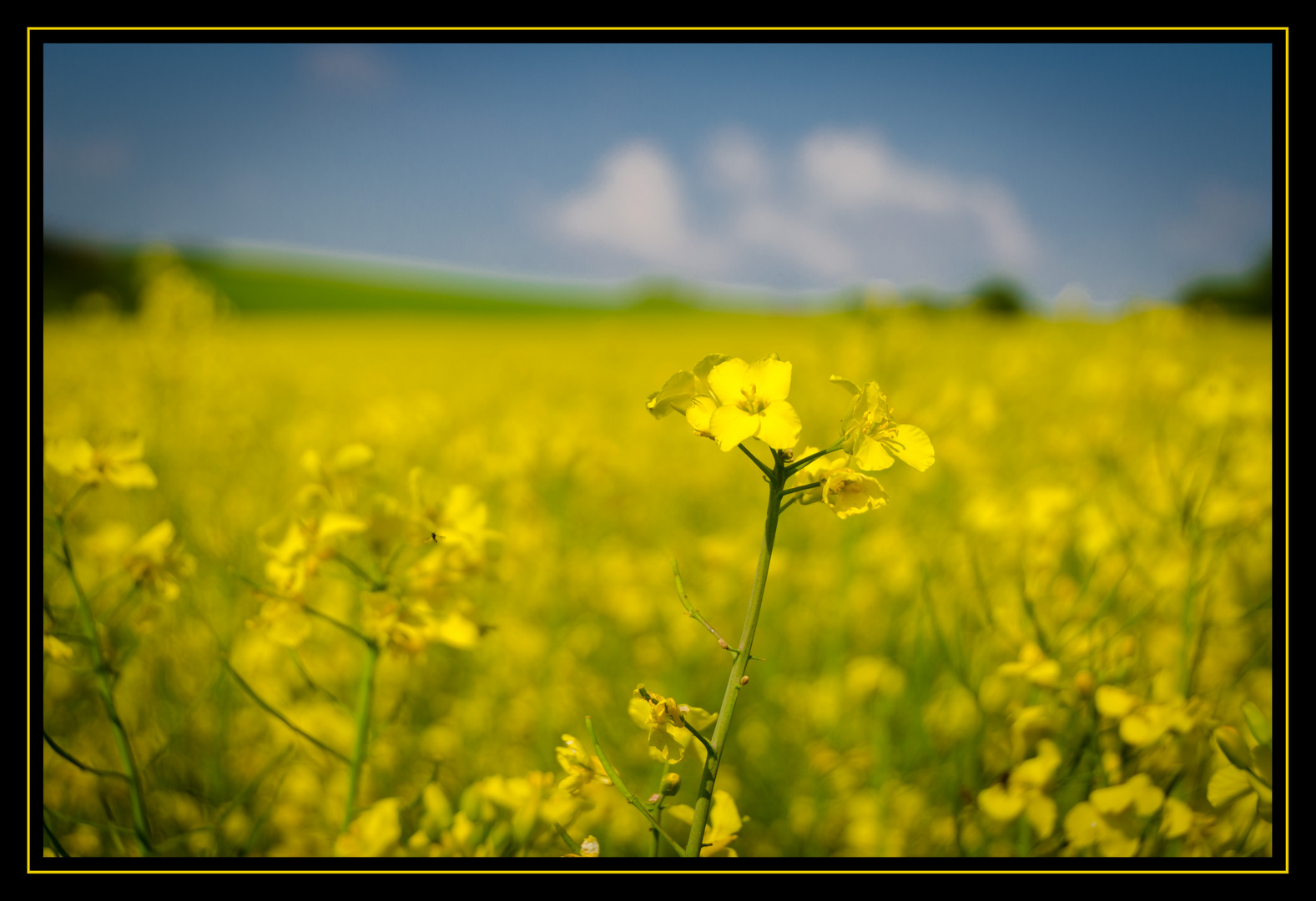 Spaziergang im Frühling!