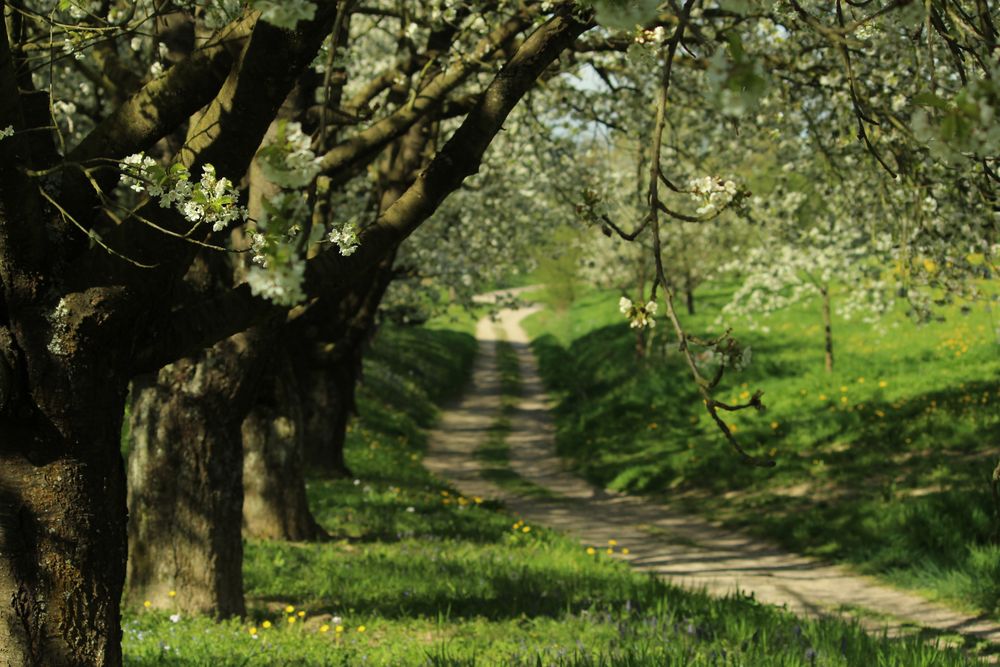 Spaziergang im Frühling