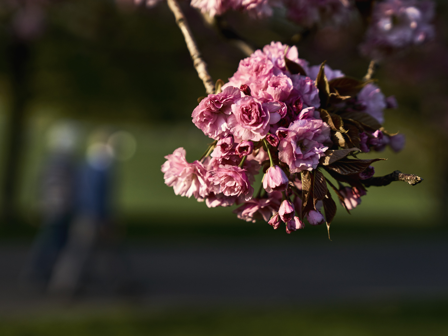 Spaziergang im Frühling