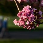 Spaziergang im Frühling