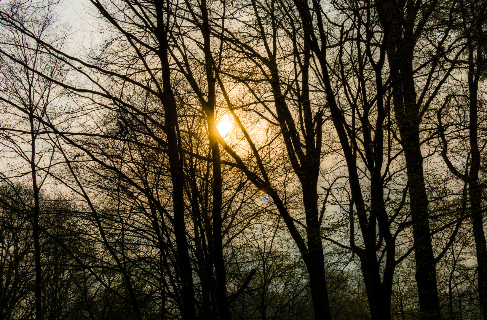 Spaziergang im Frühlingsnebelwald