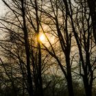 Spaziergang im Frühlingsnebelwald