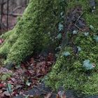 Spaziergang im Frühlingsnebelwald