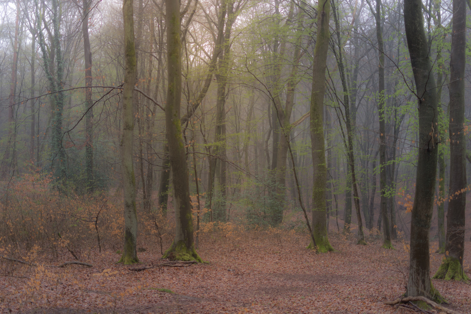 Spaziergang im Frühlingsnebelwald