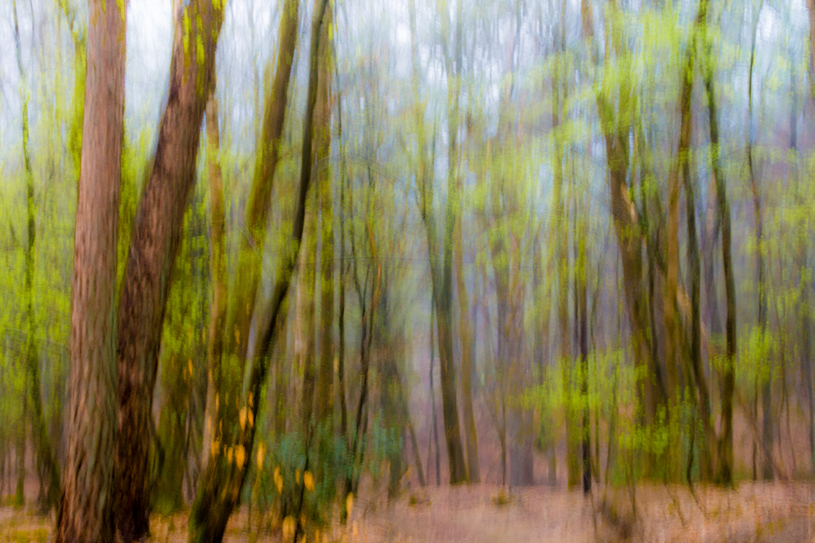 Spaziergang im Frühlingsnebelwald