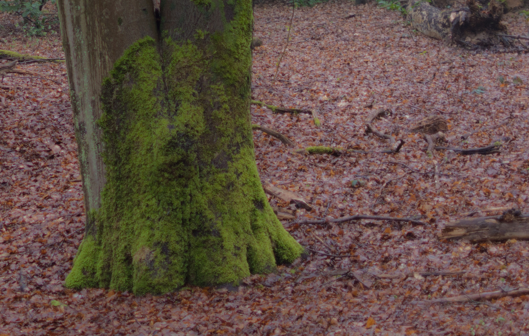 Spaziergang im Frühlingsnebelwald