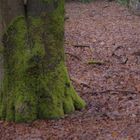 Spaziergang im Frühlingsnebelwald