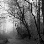 Spaziergang im Frühlingsnebelwald