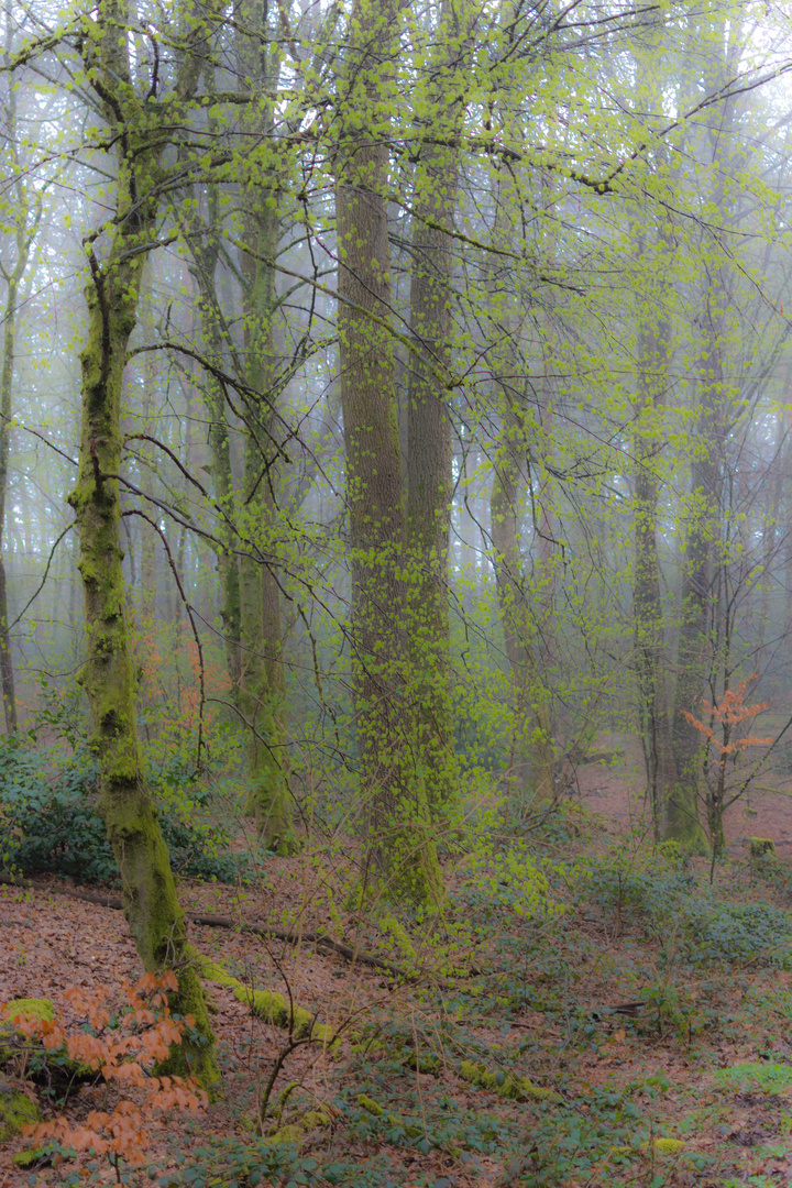 Spaziergang im Frühlingsnebelwald