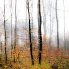 Spaziergang im Frühlingsnebelwald