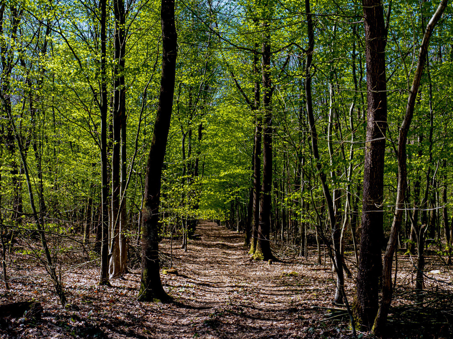 Spaziergang im Frühlingswald