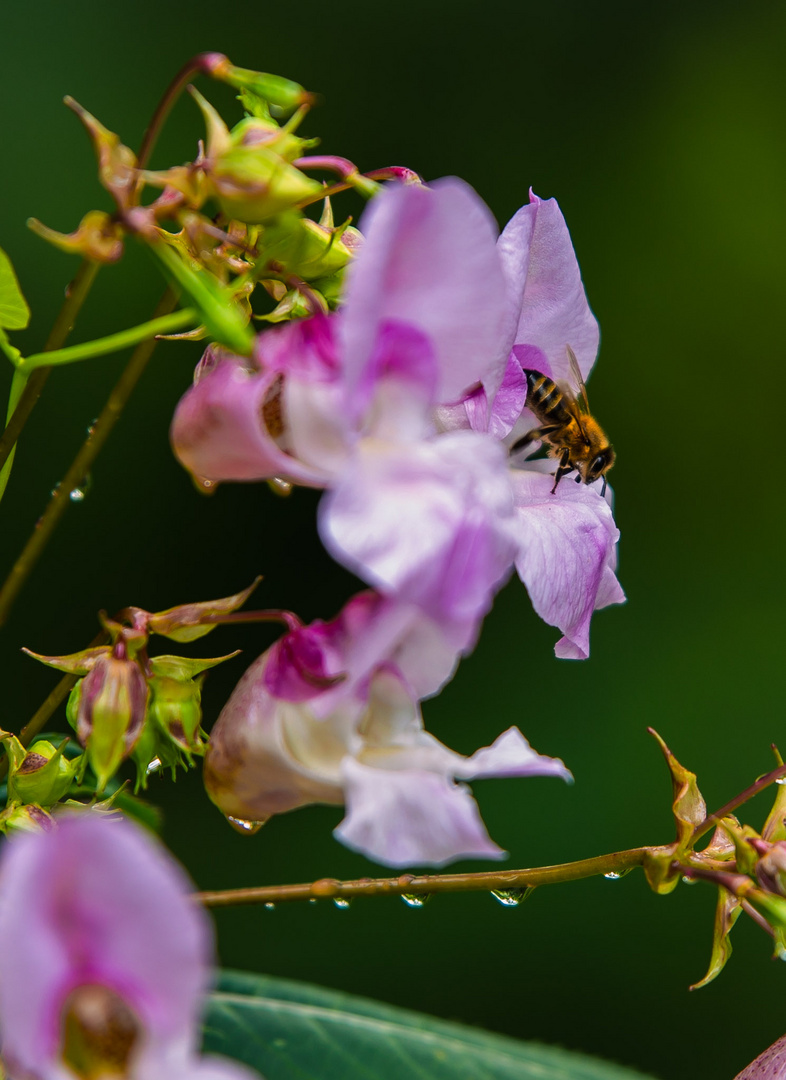 Spaziergang im Garten 