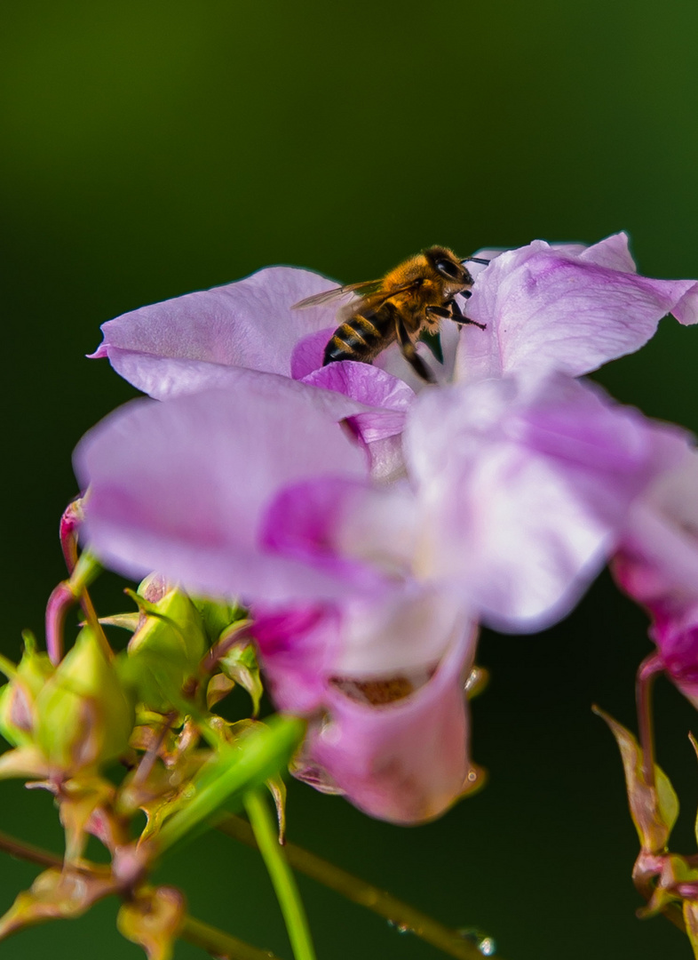 Spaziergang im Garten 