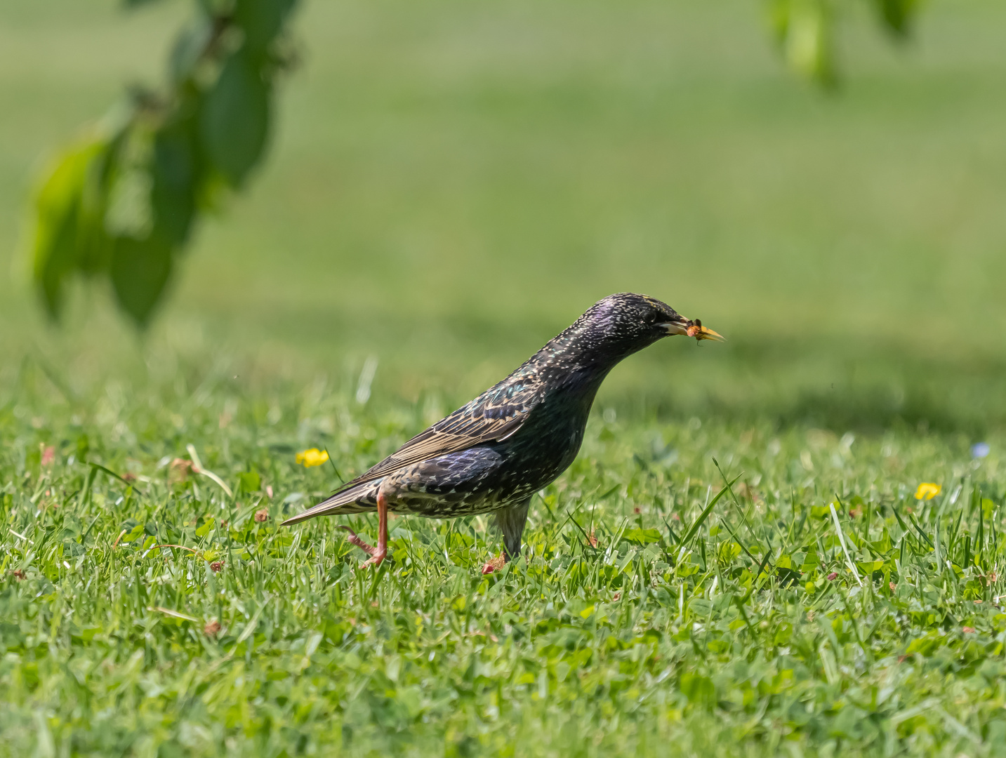 Spaziergang im Garten,,, der STAR