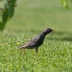 Spaziergang im Garten,,, der STAR