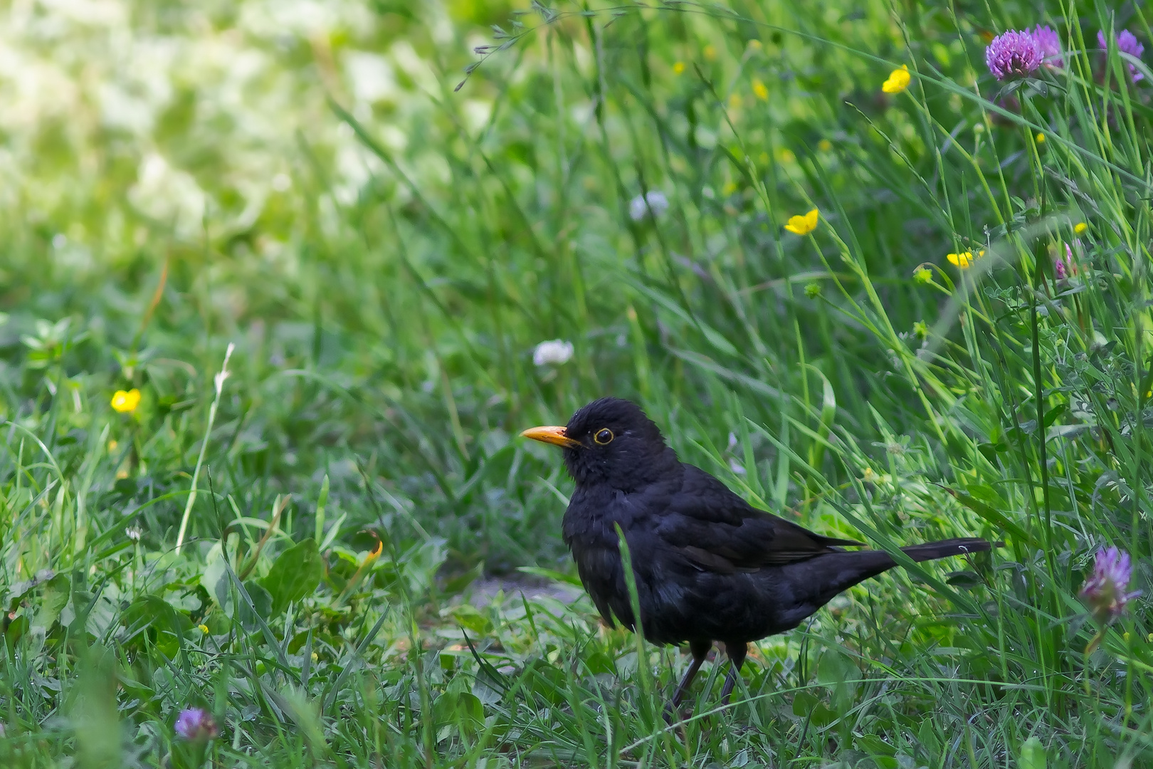 Spaziergang im Gras