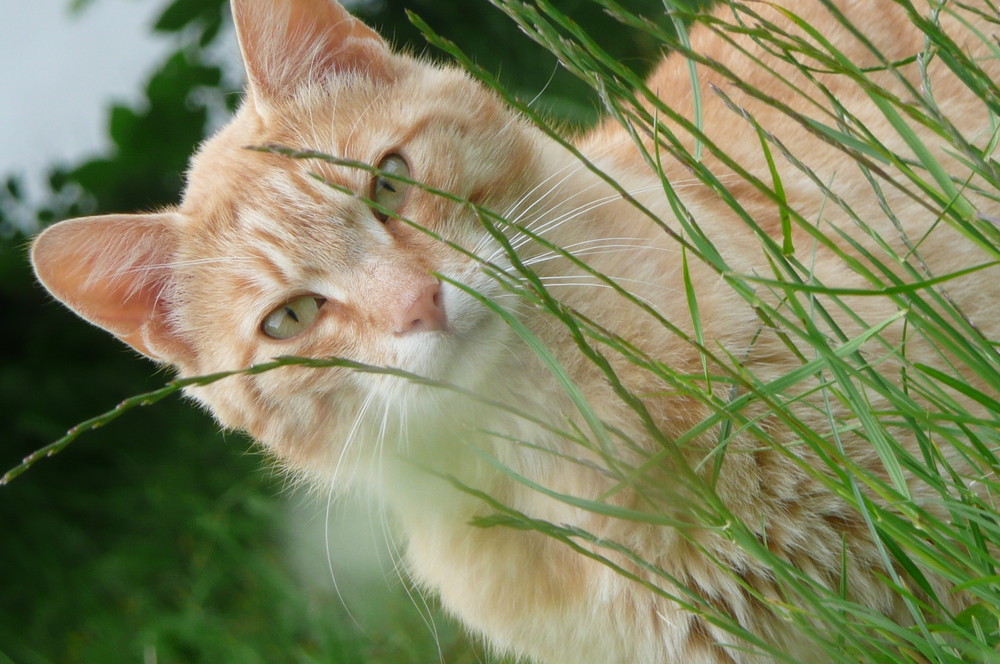 Spaziergang im Gras