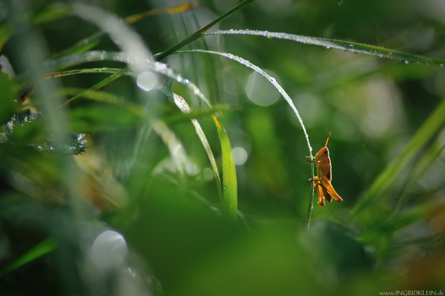 Spaziergang im Grünen